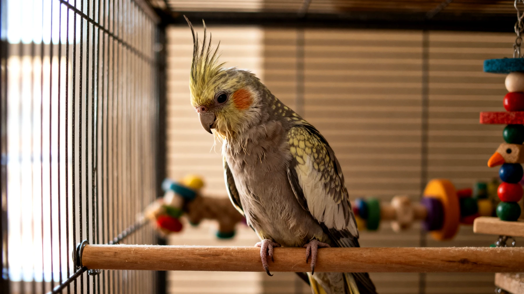 Ältere Nymphensittiche verlieren oft das Interesse an Spielzeug und Beschäftigung, was zu Langeweile, Isolation und beschleunigtem geistigem Abbau führen kann"