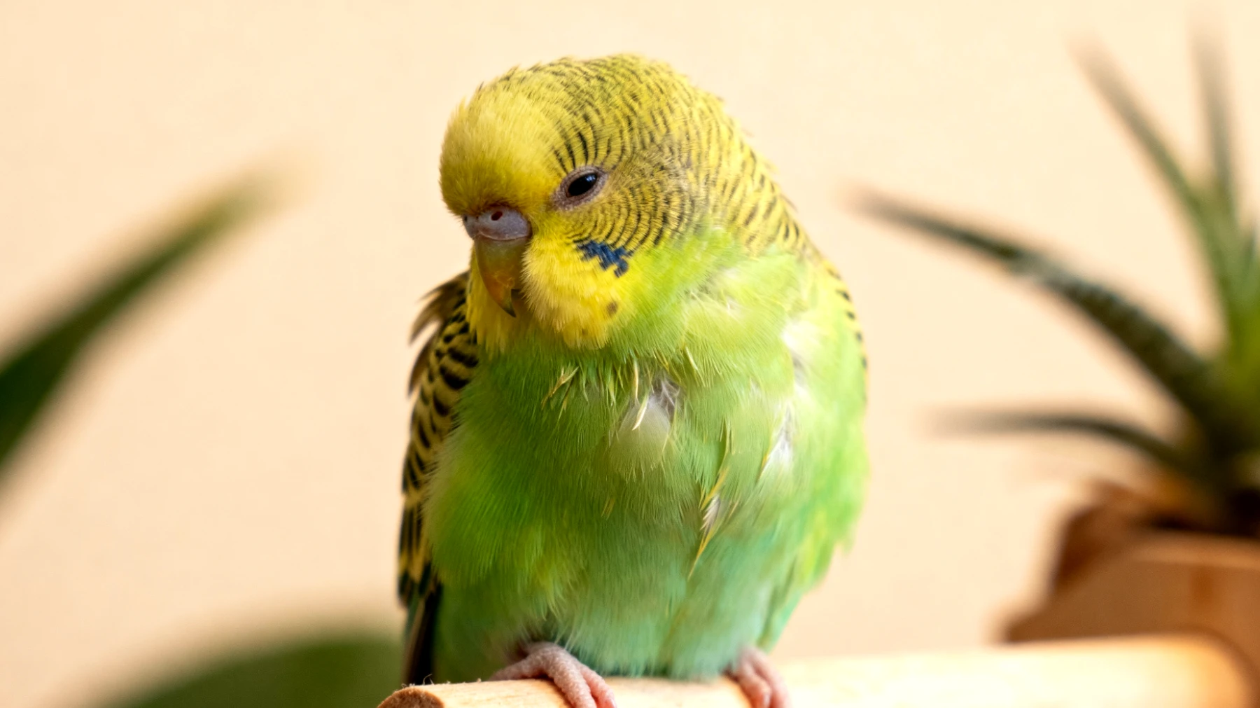 Welche natürlichen und sanften Hausmittel können bei jungen Wellensittichen angewendet werden, um häufige gesundheitliche Beschwerden wie leichte Verdauungsprobleme, Stress nach dem Einzug oder trockene Haut zu lindern, ohne dem empfindlichen Organismus des Jungvogels zu schaden?"