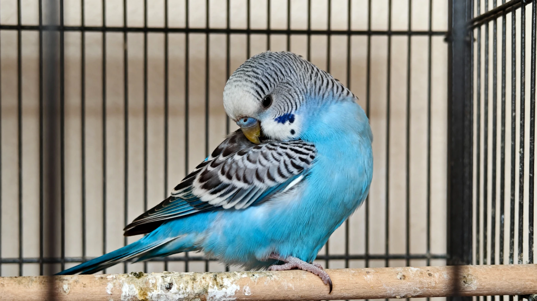 Wellensittiche zeigen häufig Verhaltensstörungen wie Federpicken, monotones Schaukeln oder Aggressivität, wenn sie nicht ausreichend mental stimuliert werden oder in zu kleinen Käfigen ohne Artgenossen leben"