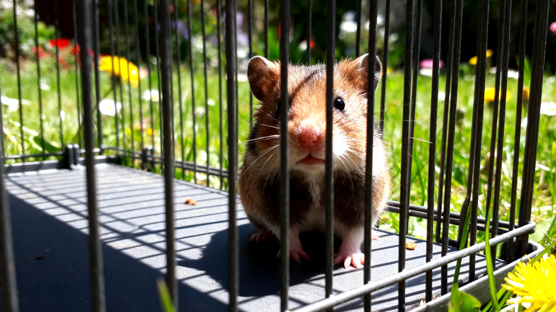 Hamster benötigen eine strukturierte tägliche Routine, die ihrem nachtaktiven Rhythmus entspricht, aber die Haltung im Garten ist für Hamster ungeeignet und gefährlich"
