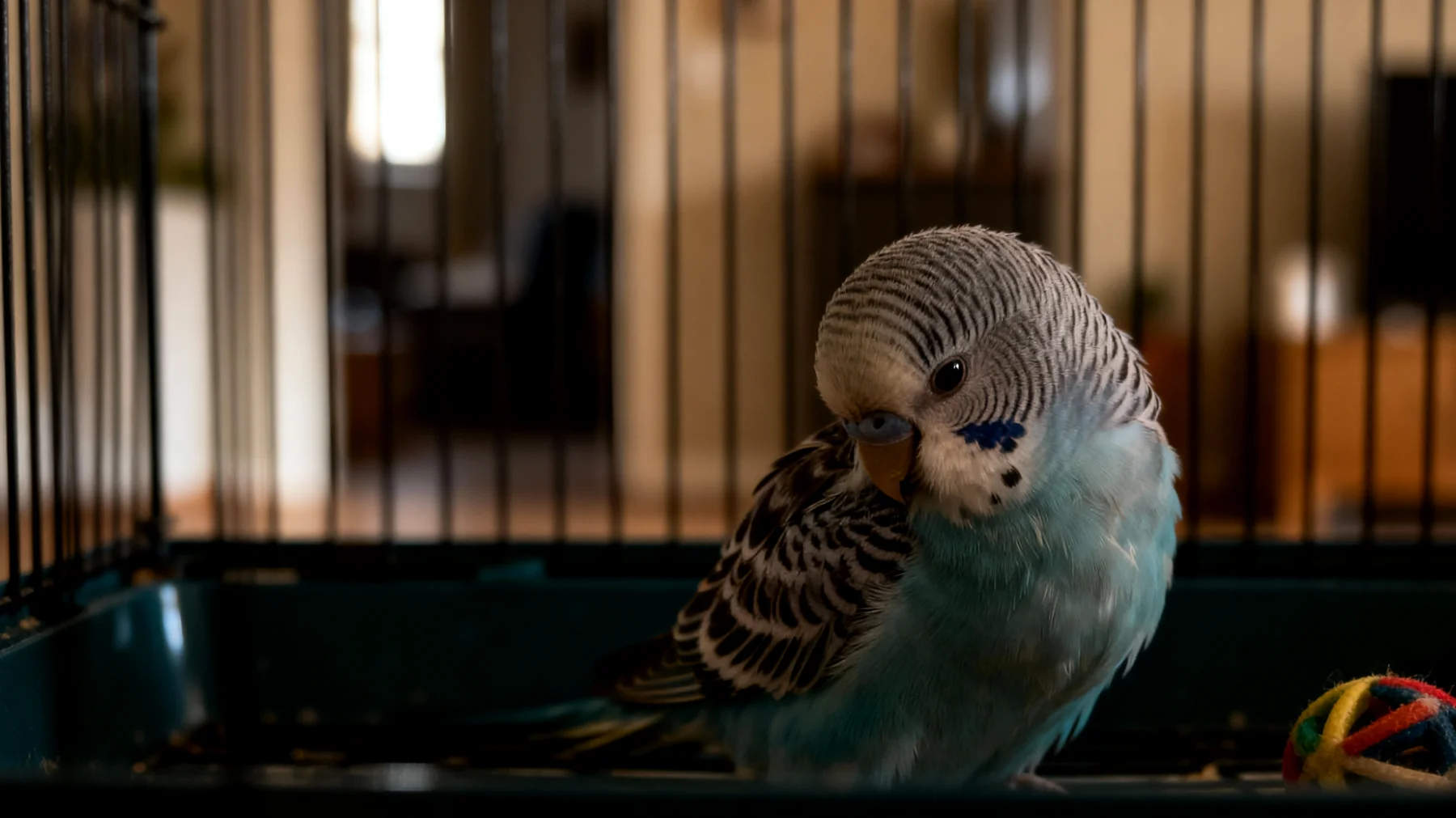 Wellensittiche in Wohnungshaltung leiden häufig unter Bewegungsmangel und Langeweile, was zu Verhaltensstörungen wie Federrupfen, übermäßigem Schreien und Apathie führen kann, da der begrenzte Käfigraum nicht ihrem natürlichen Flugbedürfnis entspricht"